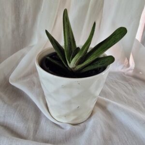 Gasteria "Little Warty"