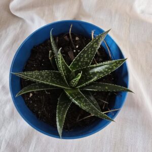 Gasteria x Aloe Hybrid Etwin