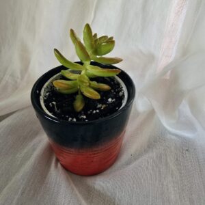 Sedum adolphi, coppertone stonecrop or golden Sedum